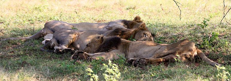 Gir national park