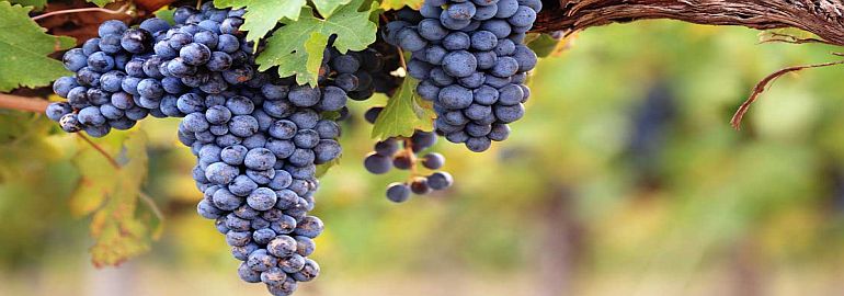 vineyards france